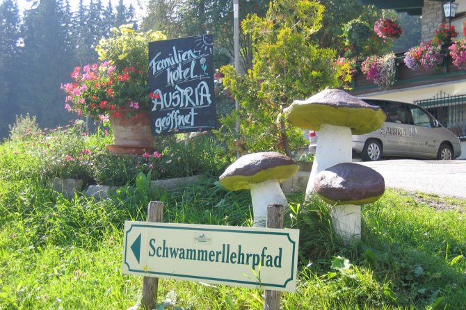 Zum Schwammerlehrpfad